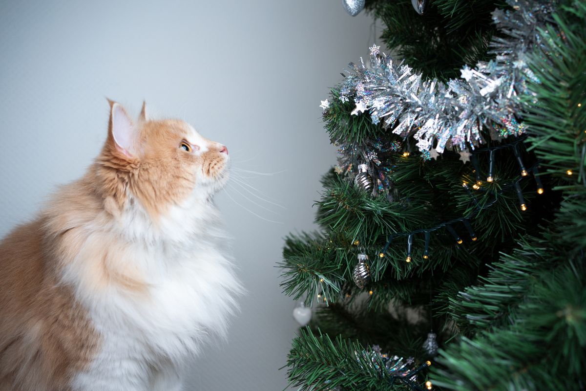 How To Cat-Proof Your Christmas Tree And Decorations This Holiday 
