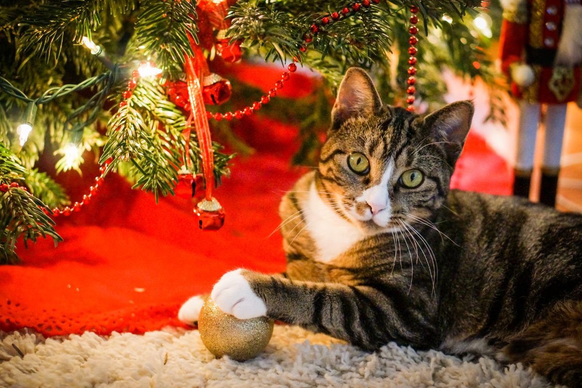 How To Cat-Proof Your Christmas Tree And Decorations This Holiday 