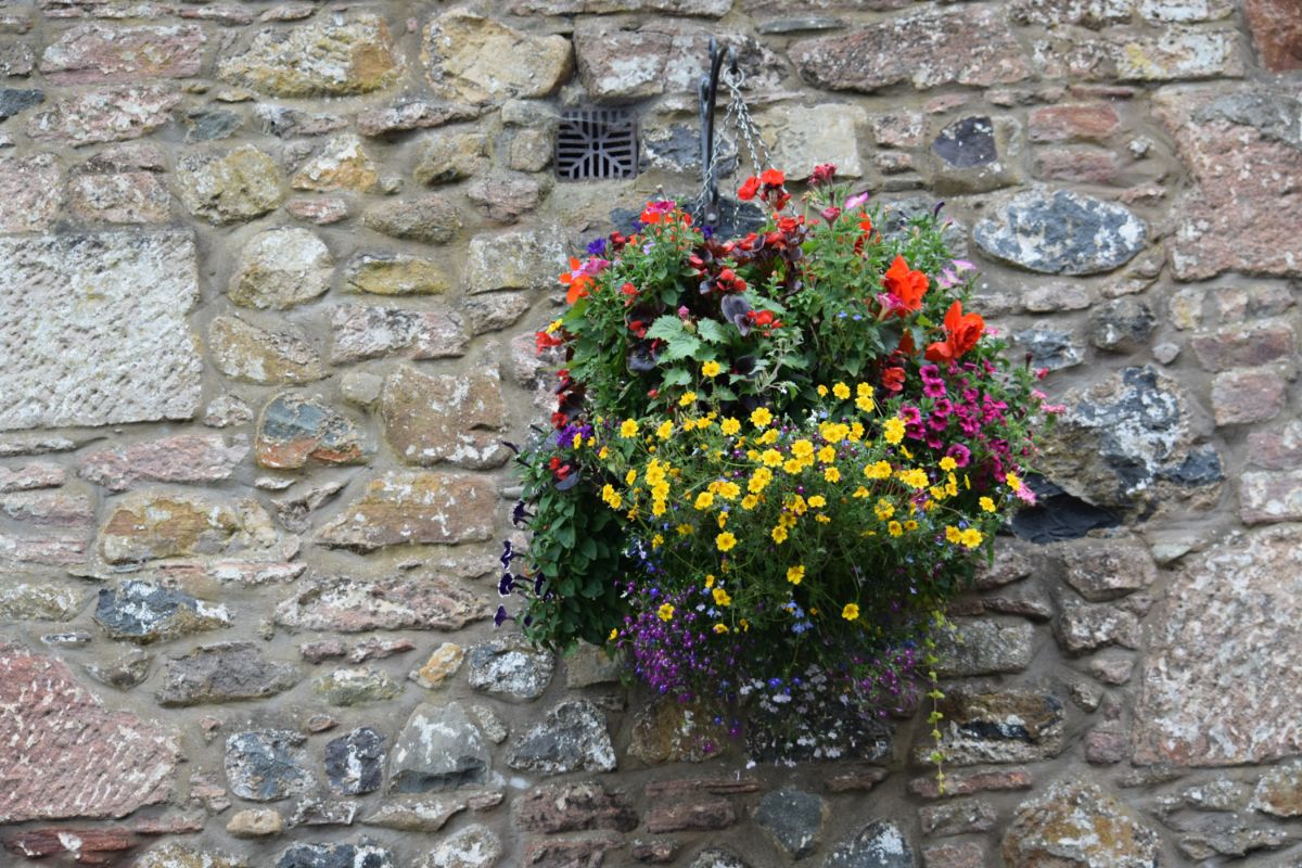 Some Beautiful Fall Plants For Your Hanging Basket (1)