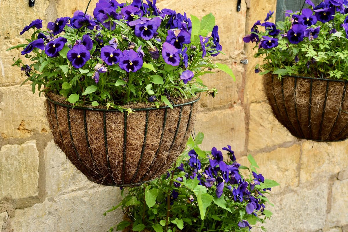 Some Beautiful Fall Plants For Your Hanging Basket 