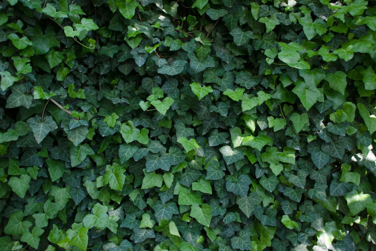 The Best Methods For Getting Rid Of Ivy Completely (5 Step By Step Guides)