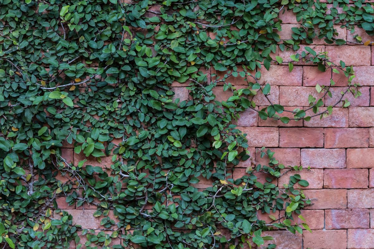 The Best Methods For Getting Rid Of Ivy Completely (5 Step By Step Guides)